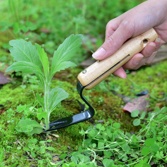 Garden Seedling Rooting Device