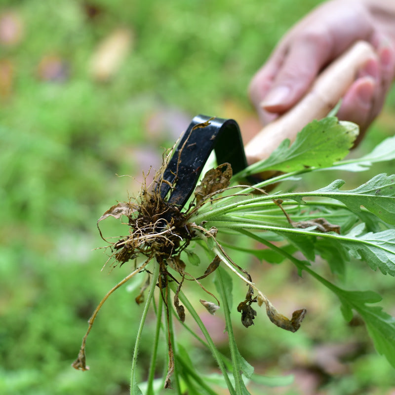 Garden Seedling Rooting Device